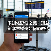 未驯化野性之美:班盆新寨古树茶如何颠覆传统品饮体验?(图2) 未驯化野性之美:班盆新寨古树茶如何颠覆传统品饮体验?(图2)