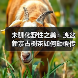 未驯化野性之美:班盆新寨古树茶如何颠覆传统品饮体验?(图4) 未驯化野性之美:班盆新寨古树茶如何颠覆传统品饮体验?(图4)