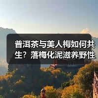 普洱茶与美人梅如何共生?落梅化泥滋养野性茶香(图2) 普洱茶与美人梅如何共生?落梅化泥滋养野性茶香(图2)