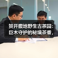 贺开腹地野生古茶园:巨木守护的秘境茶香,为何茶汤如此鲜醇?(图3) 贺开腹地野生古茶园:巨木守护的秘境茶香,为何茶汤如此鲜醇?(图3)
