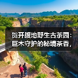 贺开腹地野生古茶园:巨木守护的秘境茶香,为何茶汤如此鲜醇?(图4) 贺开腹地野生古茶园:巨木守护的秘境茶香,为何茶汤如此鲜醇?(图4)