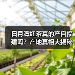 日月潭红茶真的产自福建吗?产地真相大揭秘(图2) 日月潭红茶真的产自福建吗?产地真相大揭秘(图2)