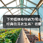 下关福禄寿禧砖为何成经典普洱老生茶?收藏价值解析(图3) 下关福禄寿禧砖为何成经典普洱老生茶?收藏价值解析(图3)