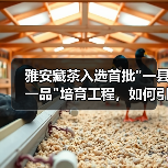 雅安藏茶入选首批 雅安藏茶入选首批