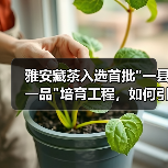 雅安藏茶入选首批 雅安藏茶入选首批