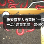 雅安藏茶入选首批 雅安藏茶入选首批