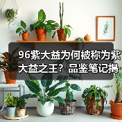 96紫大益为何被称为紫大益之王?品鉴笔记揭秘其品质与潜力!(图3) 96紫大益为何被称为紫大益之王?品鉴笔记揭秘其品质与潜力!(图3)