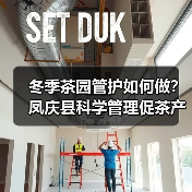 冬季茶园管护如何做?凤庆县科学管理促茶产业升级(图2) 冬季茶园管护如何做?凤庆县科学管理促茶产业升级(图2)