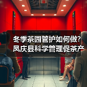 冬季茶园管护如何做?凤庆县科学管理促茶产业升级(图1) 冬季茶园管护如何做?凤庆县科学管理促茶产业升级(图1)