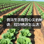 普洱生茶甜到心尖的秘诀，招财纳运怎么选？（图2）