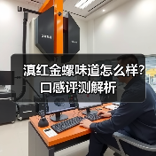 滇红金螺味道怎么样?口感评测解析(图3) 滇红金螺味道怎么样?口感评测解析(图3)