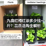 九曲红梅红茶多少钱一斤?品质选购全解析(图2) 九曲红梅红茶多少钱一斤?品质选购全解析(图2)