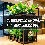 九曲红梅红茶多少钱一斤?品质选购全解析(图3) 九曲红梅红茶多少钱一斤?品质选购全解析(图3)