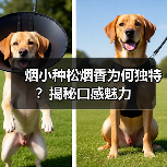 烟小种松烟香为何独特?揭秘口感魅力(图4) 烟小种松烟香为何独特?揭秘口感魅力(图4)