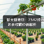 紫大益青饼:7542经典老茶收藏价值解析(图1) 紫大益青饼:7542经典老茶收藏价值解析(图1)