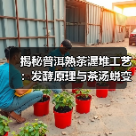 揭秘普洱熟茶渥堆工艺：发酵原理与茶汤蜕变（图1）