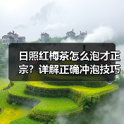 日照红梅茶怎么泡才正宗？详解正确冲泡技巧（图1）