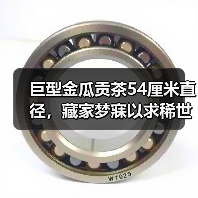 巨型金瓜贡茶54厘米直径,藏家梦寐以求稀世珍品(图1) 巨型金瓜贡茶54厘米直径,藏家梦寐以求稀世珍品(图1)