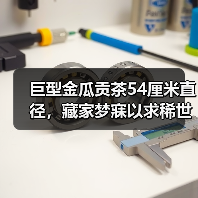 巨型金瓜贡茶54厘米直径,藏家梦寐以求稀世珍品(图2) 巨型金瓜贡茶54厘米直径,藏家梦寐以求稀世珍品(图2)