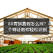 88青饼真假怎么辨?4个特征教你轻松识别(图4) 88青饼真假怎么辨?4个特征教你轻松识别(图4)