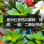 宜兴红茶档次解析：特级、一级、二级如何选？（图4）