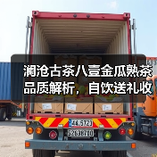 澜沧古茶八壹金瓜熟茶品质解析，自饮送礼收藏优选（图3）