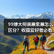 99绿大树黑票紫票怎么区分?收藏爱好者必看!(图1) 99绿大树黑票紫票怎么区分?收藏爱好者必看!(图1)