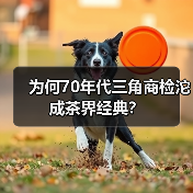 为何70年代三角商检沱成茶界经典?(图1) 为何70年代三角商检沱成茶界经典?(图1)