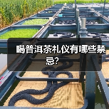喝普洱茶礼仪有哪些禁忌？（图1）