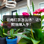 云南红茶怎么选?这5款值得入手!(图2) 云南红茶怎么选?这5款值得入手!(图2)