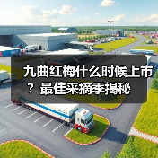九曲红梅什么时候上市?最佳采摘季揭秘(图3) 九曲红梅什么时候上市?最佳采摘季揭秘(图3)