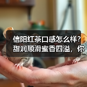 信阳红茶口感怎么样？甜润顺滑蜜香四溢，你喝过吗？（图3）