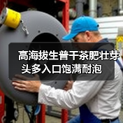 高海拔生普干茶肥壮芽头多入口饱满耐泡(图3) 高海拔生普干茶肥壮芽头多入口饱满耐泡(图3)