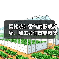 揭秘茶叶香气的形成奥秘:加工如何改变风味?(图3) 揭秘茶叶香气的形成奥秘:加工如何改变风味?(图3)