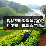 揭秘茶叶香型背后的物质密码:典型香气组成与相互作用(图4) 揭秘茶叶香型背后的物质密码:典型香气组成与相互作用(图4)