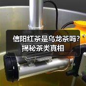 信阳红茶是乌龙茶吗?揭秘茶类真相(图2) 信阳红茶是乌龙茶吗?揭秘茶类真相(图2)