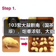 103紫大益断南（国茶版），烟香浓郁，大益中期茶经典之作（图1）