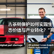 古茶树保护如何实现生态价值与产业转化？