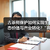 古茶树保护如何实现生态价值与产业转化？