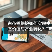 古茶树保护如何实现生态价值与产业转化？