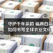守护千年茶韵 福鼎白茶如何书写全球农业文化遗产传奇?(图2) 守护千年茶韵 福鼎白茶如何书写全球农业文化遗产传奇?(图2)