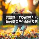普洱茶生茶为何苦?揭秘苦涩背后的科学原因(图2) 普洱茶生茶为何苦?揭秘苦涩背后的科学原因(图2)