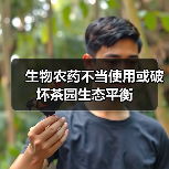 生物农药不当使用或破坏茶园生态平衡(图3) 生物农药不当使用或破坏茶园生态平衡(图3)