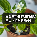 景谷蜜香白茶如何成就舌尖上的茶祖瑰宝?(图1) 景谷蜜香白茶如何成就舌尖上的茶祖瑰宝?(图1)