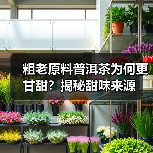 粗老原料普洱茶为何更甘甜?揭秘甜味来源(图3) 粗老原料普洱茶为何更甘甜?揭秘甜味来源(图3)