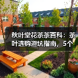 秋叶堂花茶茶百科:茶叶选购避坑指南,5个核心方法让你不再踩坑(图3) 秋叶堂花茶茶百科:茶叶选购避坑指南,5个核心方法让你不再踩坑(图3)